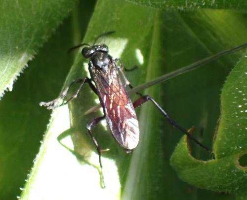 Réf. 330 664 : Macrophya (annulata-blanda)